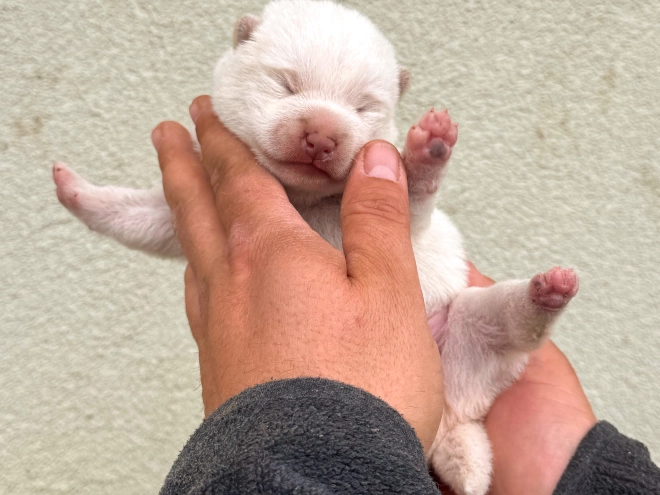 Shiba Inu puppy for sale