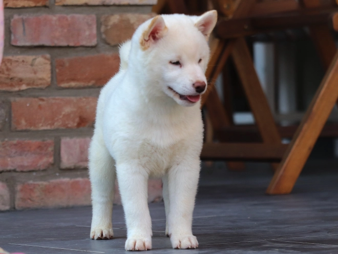Shiba Inu puppy for sale