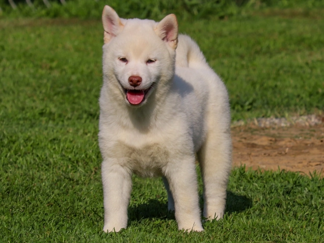 Shiba Inu puppy for sale