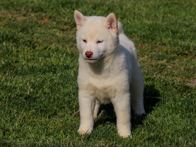 Shiba Inu puppy for sale
