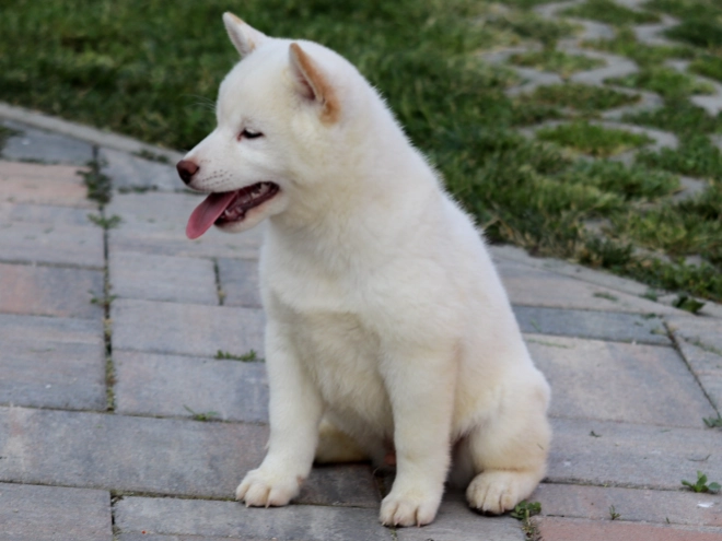 Shiba Inu puppy for sale