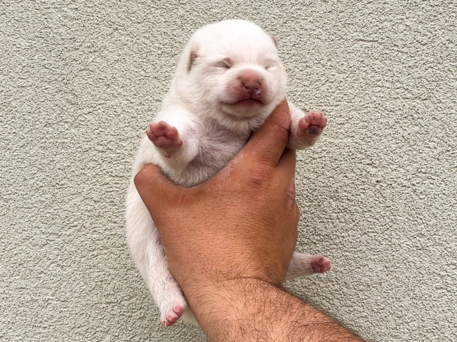 Shiba Inu puppy for sale