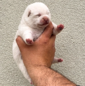 Shiba Inu Welpe zu verkaufen