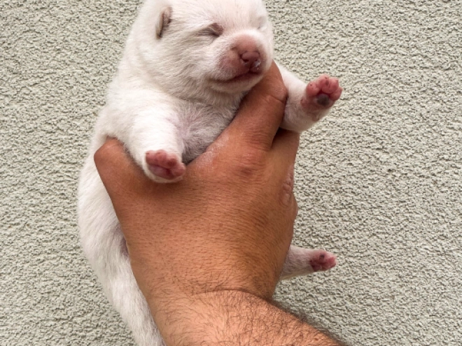 Shiba Inu puppy for sale