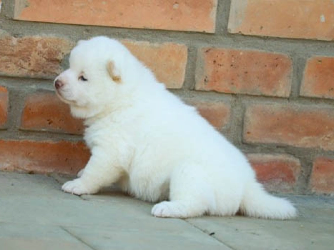 Perros Shiba Inu en venta