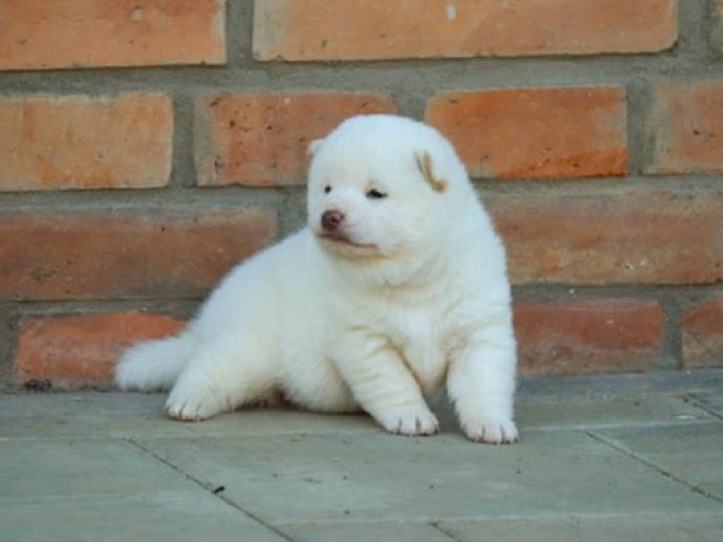 Perros Shiba Inu en venta
