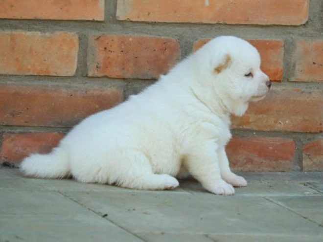 Perros Shiba Inu en venta