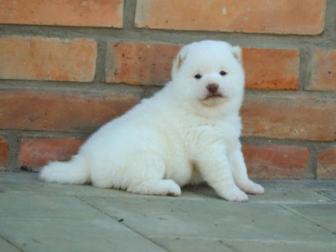 Perros Shiba Inu en venta