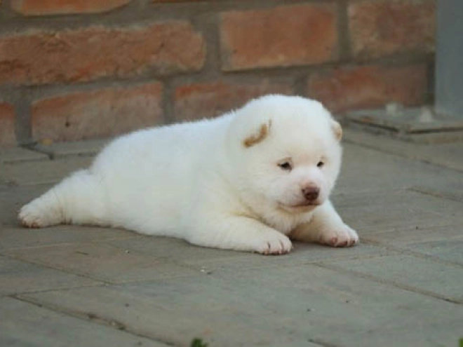 Perros Shiba Inu en venta