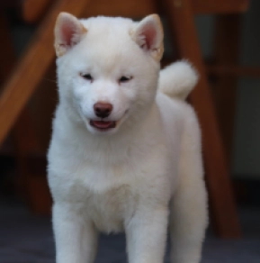 Perros Shiba Inu en venta