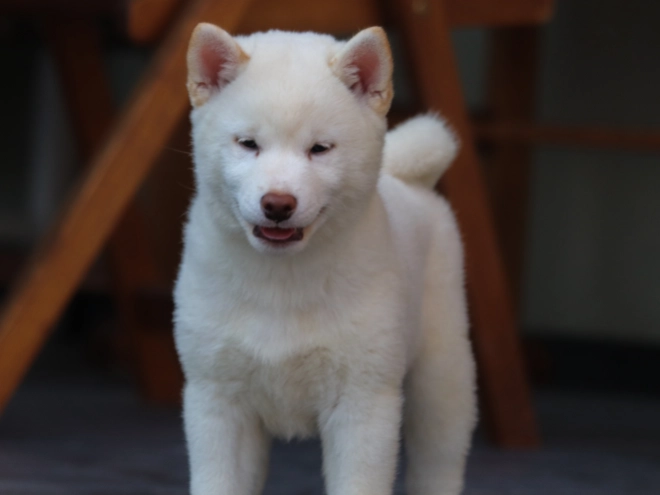 Shiba Inu puppy for sale
