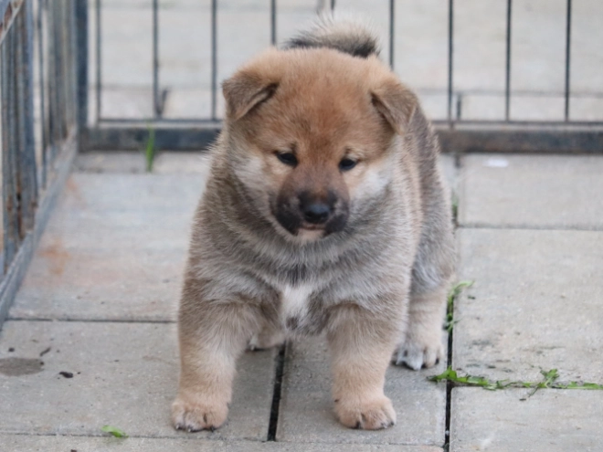 Shiba Inu puppy for sale