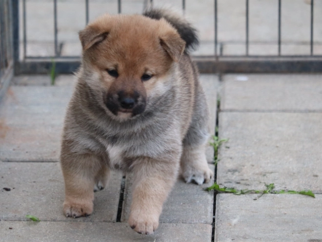 Shiba Inu puppy for sale