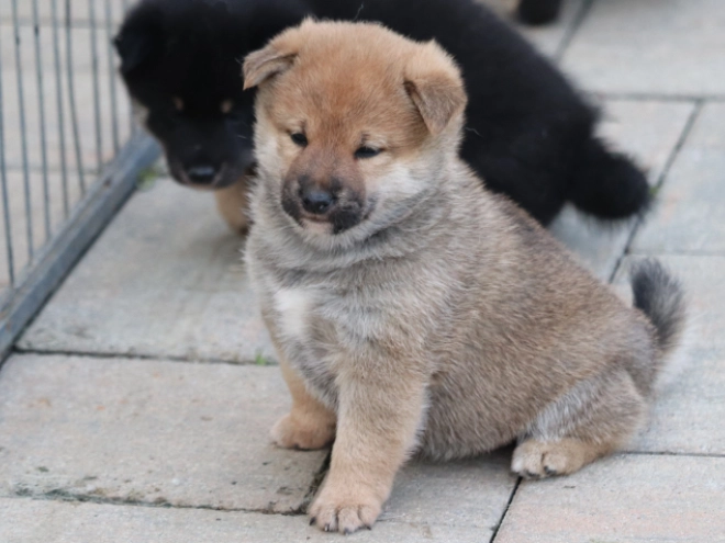 Shiba Inu puppy for sale
