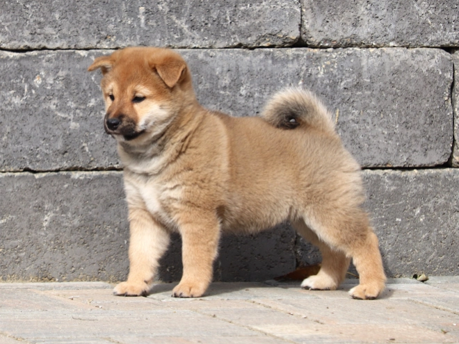 Shiba Inu puppy for sale