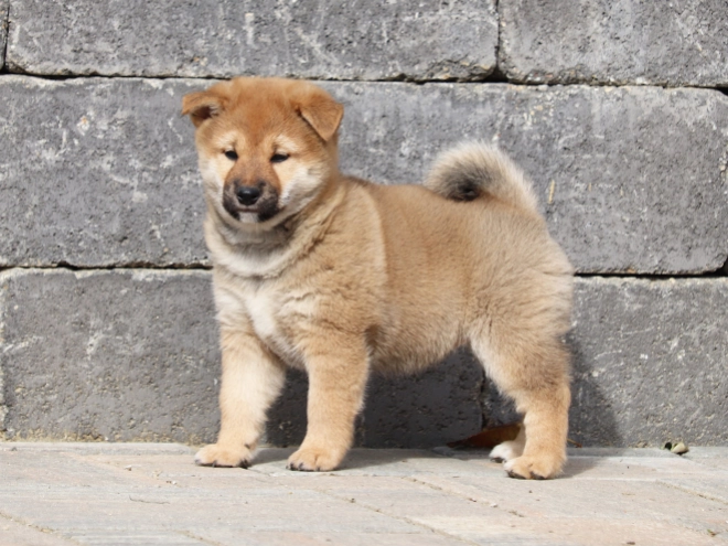 Shiba Inu puppy for sale