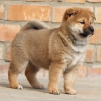 Miyana, red Shiba Inu en venta