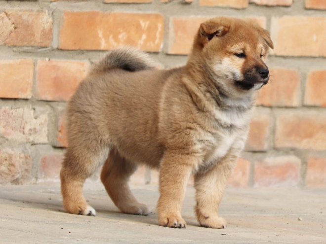 Shiba Inu puppy for sale