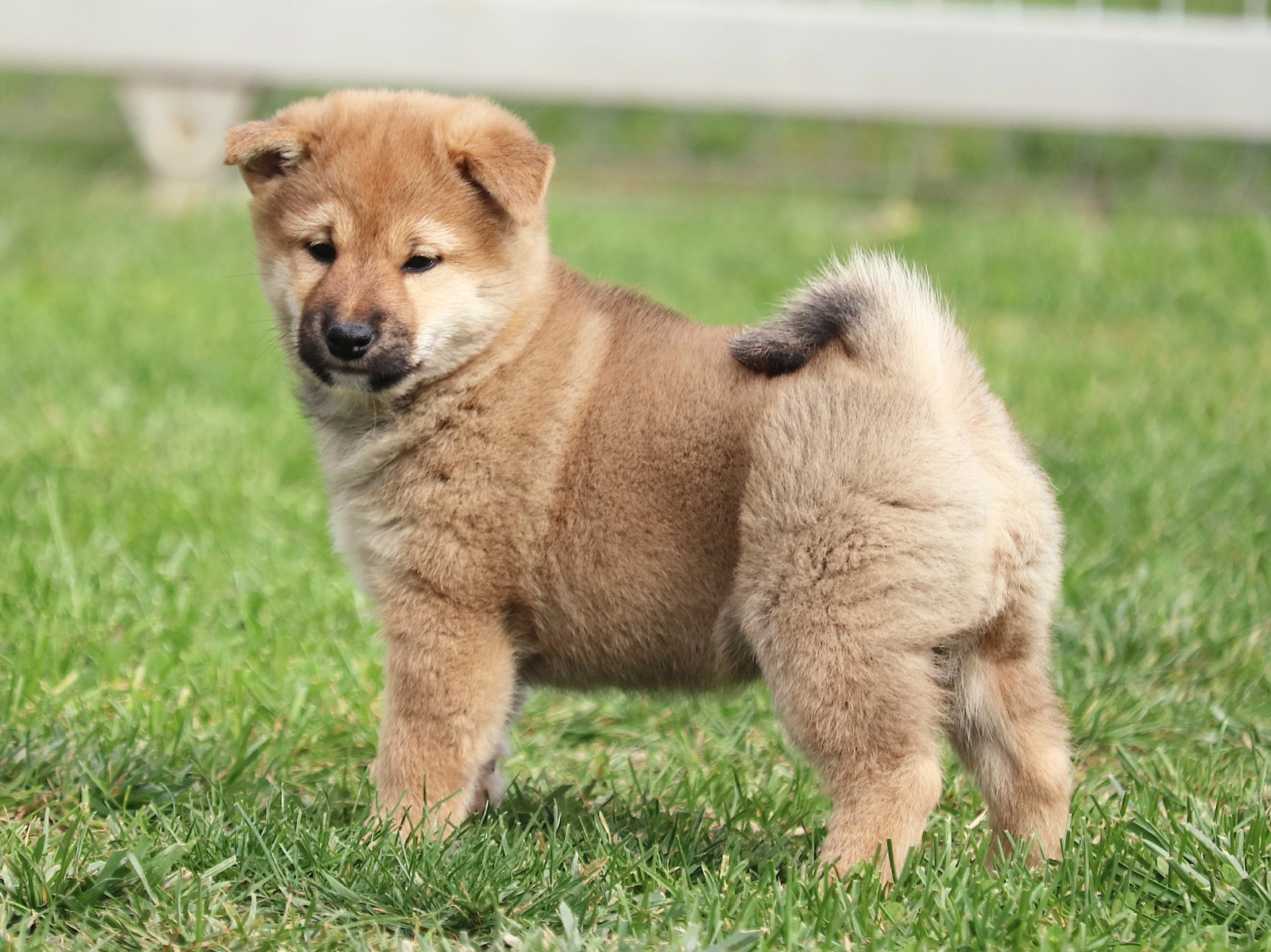 Miyana - Shiba Inu Welpen kaufen | EuroPuppy