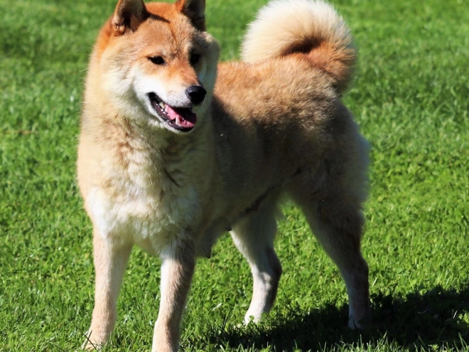 Shiba Inu puppy for sale