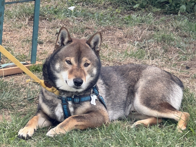 Shiba Inu puppy for sale