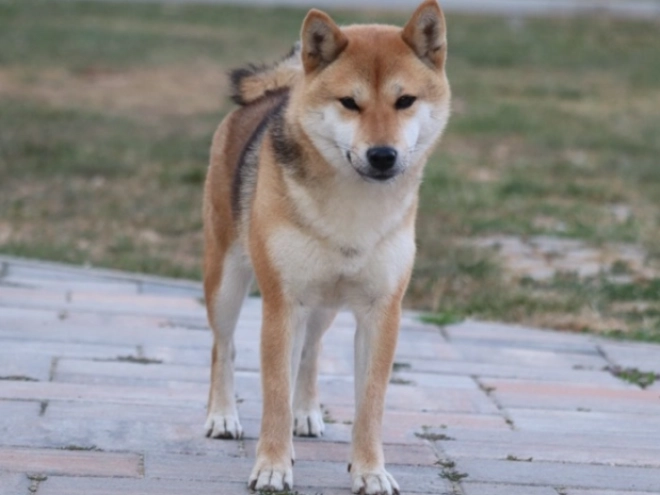 Shiba Inu Welpe kaufen