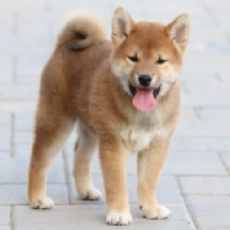 Tokyo, red Shiba Inu Welpen kaufen