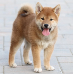 Shiba Inu puppy for sale