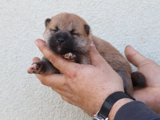 Shiba Inu Welpe kaufen