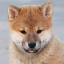 Summit, red Shiba Inu Welpen kaufen