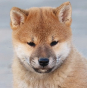 Shiba Inu puppy for sale