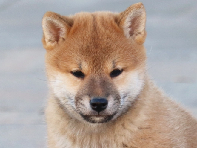 Shiba Inu Welpe kaufen