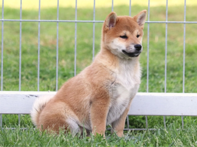 Shiba Inu Welpe kaufen