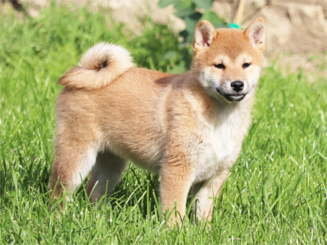 Shiba Inu Welpe kaufen