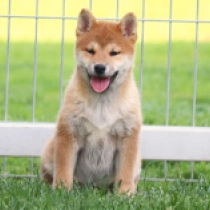Summit, red Shiba Inu en venta