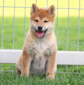 Shiba Inu puppy for sale