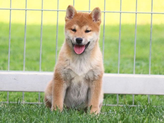 Shiba Inu Welpe kaufen