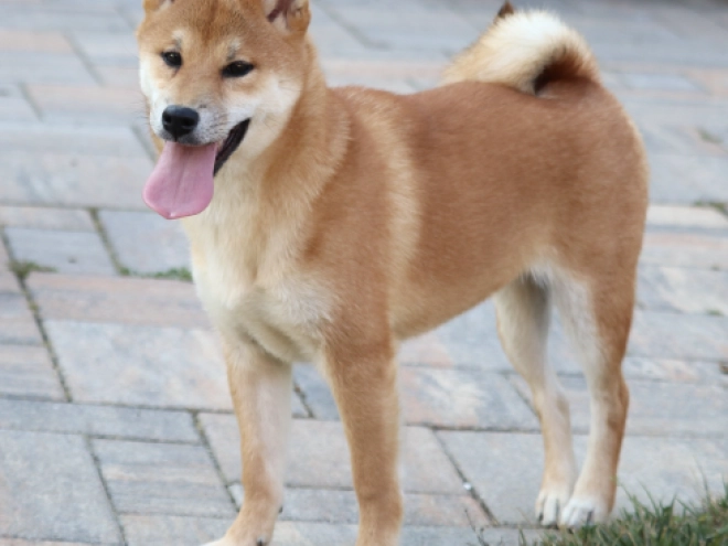 Shiba Inu puppy for sale