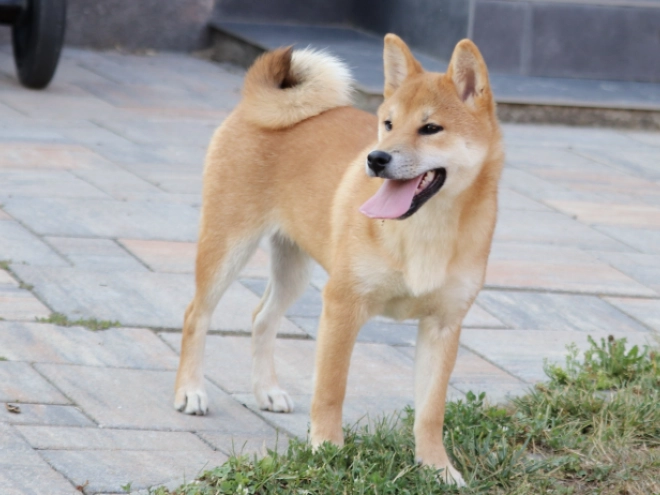 Shiba Inu puppy for sale