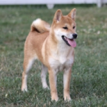 Summit, red Shiba Inu en venta