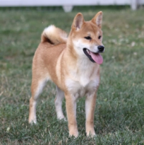 Perros Shiba Inu en venta