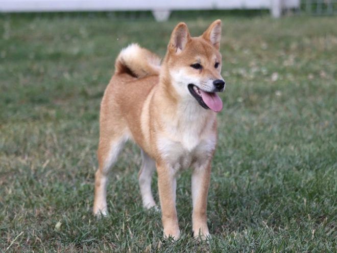 Shiba Inu puppy for sale