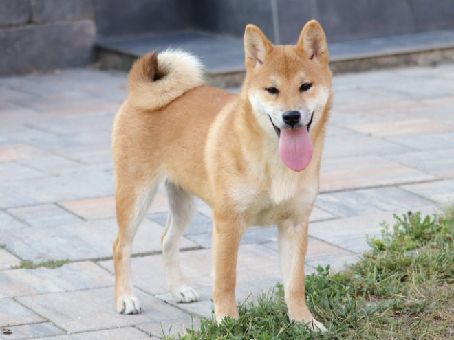 Shiba Inu puppy for sale