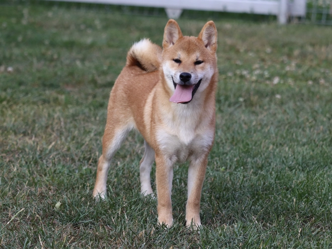 Shiba Inu puppy for sale