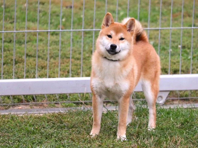 Shiba Inu Welpe kaufen