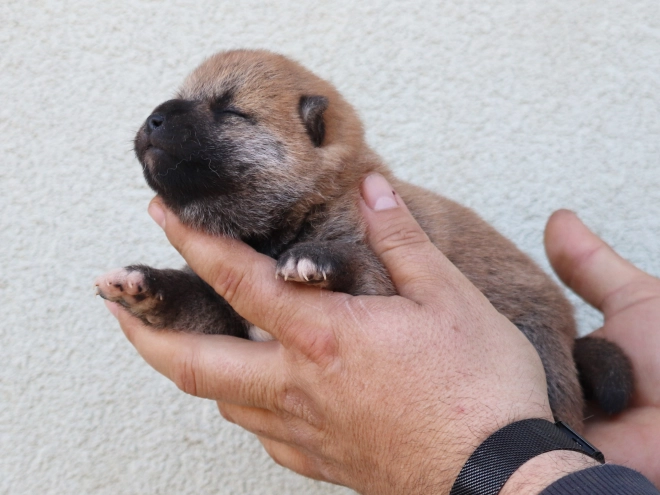 Shiba Inu Welpe kaufen