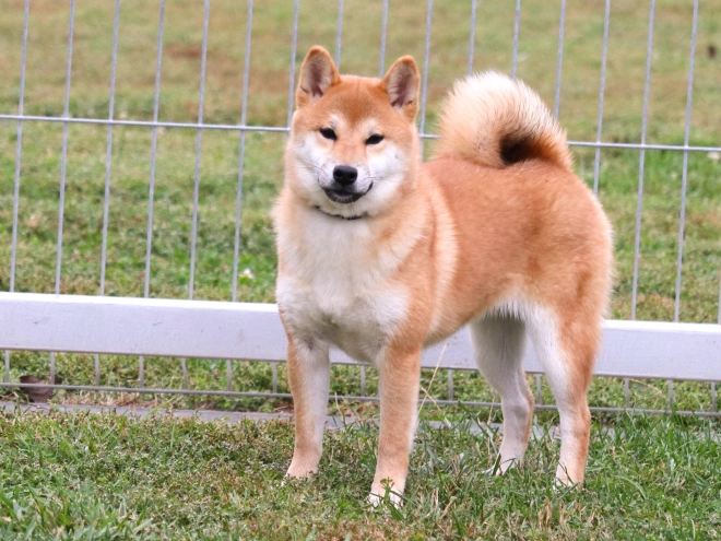 Shiba Inu Welpe kaufen