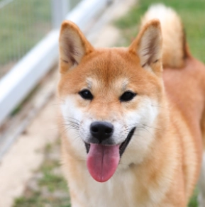 Shiba Inu puppy for sale