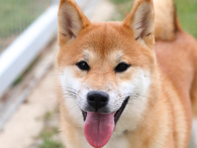 Shiba Inu Welpe kaufen