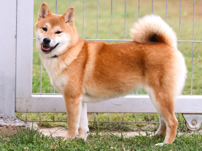 Shiba Inu Welpe kaufen